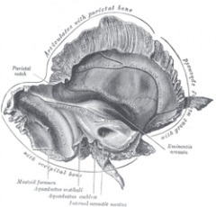 Base of skull. Inferior surface. (label for jugular foramen is at right, third from the bottom)