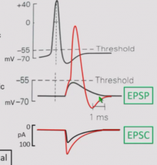 Larger EPSC induces EPSP beyond threshold, causing action potential in post synaptic cell.