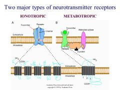 DEFINE ionotropic and metabotropic receptors. What are the differences between the two?