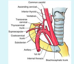 vertebral artery runs up through transverse froamen of cervical spine into skull