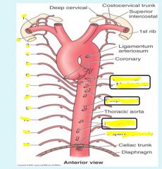 Visceral branches of thoracic aorta
