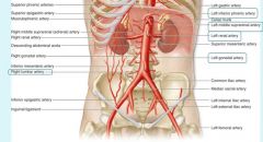 internal iliac supplies, bladder, walls of pelvis, genitalia