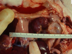 Along with this kidney, you find necrosis on the liver and this was in a young puppy. What disease are you suspective of?