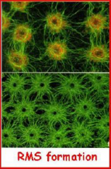 •Initiated by the formation of radial microtubule system on nuclear surfaces.
•Microtubules from neighboring nuclei eventually meet, forming interzonesin which wall material is deposited.