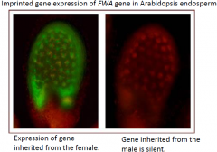 •Maternal-and paternal-specific gene expression in the endosperm.