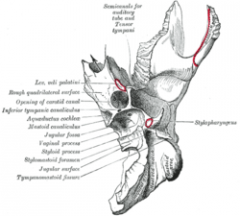Position of occipital bone (shown in green)
