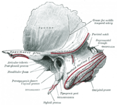 Outer surface of occipital bone