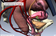 the uterine artery off the anterior division of the internal iliac artery
broad ligament