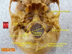 Occipital bone. Inner surface.