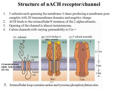 2 ACH molecues bind on the 2 alpha-subunits