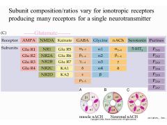 Whats so special about the structure of the glutamate receptor compared to other ionotrphic receptors?What are the differences between AMPA, NMDA, and Kainate receptors?