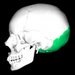 Occipital bone. Outer surface. Occipital condyles are indicated by yellow arrows.