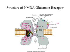 What 4 things are required for a IONOTROPHIC Glutamate NDMA receptor to become activated?