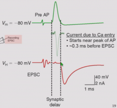 Ca2+ entry/activation of fusion - starts near peak of action potential and occurs 0.3 ms before EPSC.