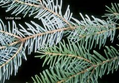 Picia omorika 
-needles look frosty!! 
-Upper surface glossy green in contrast to the lower with its 2 prominent stomatic lines