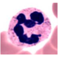 Very characteristic nucleus
Divided into 3-5 lobes connected to thin strands of chromatin
Lobes can increase with cell age (up to 7) = hypersegmented cells