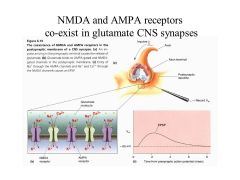 Why do we need both AMPA and NMDA glutamate receptors to be present on the same synapse?
