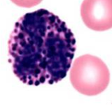 8-12 um
less than 0.5-1% of leukocytes 
Granulocytes
Have 2 or 3 lobed nucleus
S shaped
Not well defined nucleus
Granules are stained bluish or reddish-biolet
Granules