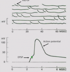Deprive muscle of Ca2+ to block action-potential mediated transmision. 
miniature excitatory postsynaptic potentials still exist.
Fairly stereotypical, not at neuromuscular junction.

Kinetically, mEPSPs look like action potential without full ac...