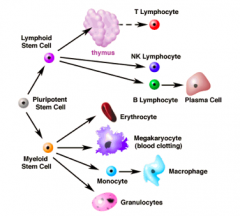 Myeloid cell: colony forming units
Lymphoid cell (Lymphocytes): colony forming units

*Both types are multipotential cells