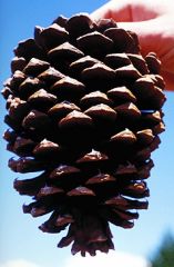 Pinaceae Pinus
          jeffreyi