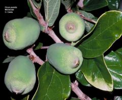 "creepy figs have a young heart"
small heart shaped young leaves, long and leathery oblique mature leaves, pronounced venation on underside, milky sap,Hairy pear-shaped fruits (to 2.5” long)