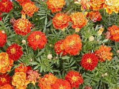 compact 6-12” tall, single, semi-double, double or crested flowers (1-2” diameter)  of yellow, orange, red and bicolor, pinnate leaves with toothed, lance-shaped leaflets are aromatic