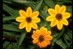 compact bushy annuals that typically grow 8-16” tall on hairy, branching stems, single, daisy-like, bright orange flowers (to 1” diameter).
