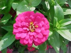 bushy, leafy annuals that typically grow 1-3’  tall on upright, hairy, branching stems, single, semi-double and double red, yellow, orange, pink, rose, lavender, green and white, flowers, ovate to lance-shaped, opposite leaves (to 5” long) clasp the stems