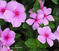 erect to spreading tender perennial typically mounding 6-18” (less frequently to 24”) tall and as wide, attractive bushy foliage that is covered by an often profuse bloom of phlox-like flowers from summer to frost, Tubular flowers have five flattened peta