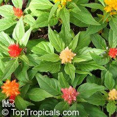 erect, branching plants with oval or lance-shaped, strongly veined leaves 2-6 in (5.1-15.2 cm) long and hundreds of tiny flowers packed in dense, brightly colored flowerheads which usually stand above the foliage.