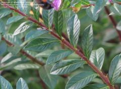 rounded, densely branched 1-2’ tall tropical sub-shrub. It produces quaint, small, trumpet-shaped flowers with six spreading lavender petals and green calyx tubes. Flowers appear singly in the leaf axils along stems crowded with lance-shaped glossy green 