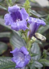 soft-stemmed, tropical, evergreen shrub or subshrub that is grown primarily for its attractive iridescent purple foliage. It grows 3-4’ tall in frost-free climates, but typically grows 1-3’ in the St. Louis area. Features ovate-lanceolate dark green leave