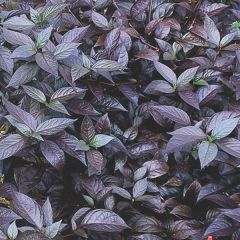 noted for their rich purple to burgundy leaves. Native to the West Indies and Brazil, A. dentata is a generally upright plant that typically forms spreading foliage mounds to 12-30” tall. Although species plants feature linear-lanceolate to ovate, toothed