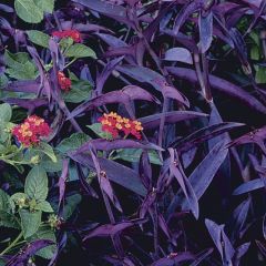 popular trailing house plant is also a pretty durable groundcover or accent plant to about 18 inches tall in the garden. It has 1 to 2 inch long, narrow pointed purple leaves along thick herbaceous stems and small three petaled purple-pink flowers among t