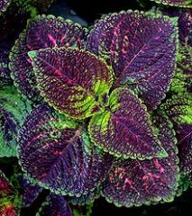 The variously shaped leaves of these popular bedding plants typically combine several colors, such as chartreuse, rust red, cream, and purple-black. Some cultivars sport almost all of these colors combined. The darker the red in the leaf, the more sun the