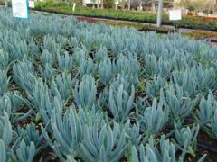 succulent from South Africa that grows to 12 to 18 inches tall with 3 to 4 inch long blue gray pencil-like fleshy leaves and small rayless dull white flowers in mid-summer. Forms a dense mat with leaves angled upward from the ground.