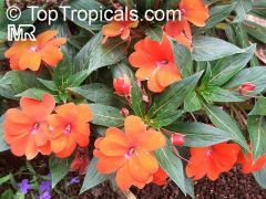 soft-stemmed plants with simple, pointed, lance-shaped leaves, often very colorful, especially during cooler temperatures.