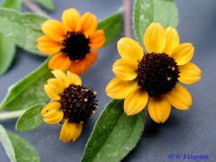 Creeping zinnia is a mat-forming annual that typically grows to 6” tall but spreads by procumbent stems to 12-18” wide or more. Features a summer to frost bloom of ¾” diameter miniature sunflowers with yellow to orange-yellow rays and dark purplish-brown 