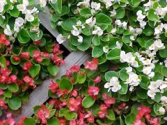 compact, bushy, mounded, fibrous-rooted plant that features fleshy stems, waxy dark green to bronze leaves and loose clusters (cymes) of single or double flowers in shades of white, pink or red plus bicolor versions thereof. Flowers reliably bloom through