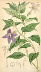 shrubby, woody based perennial of the nightshade family that is native to tropical South America. When grown as an annual, it will typically rise to 2’ tall. Tubular, 5-lobed, purple-blue flowers (to 2” wide) with white centers bloom singly or in small cl