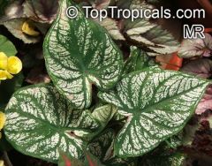 Caladiums (sometimes commonly called angel wings) are arum family members that are grown exclusively for their bold and colorful foliage. Calla-type flowers, if present, are usually hidden. Plants typically grow in clumps to 1-2.5' tall. Arrowhead-shaped 