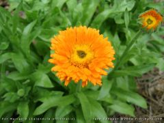 daisy or chrysanthemum-like bright yellow to deep orange flowers which in cool climates appear over a long summer to fall bloom period. Cultivars expand the available flower colors to include many pastel shades and some bicolors. Single to double flowerhe
