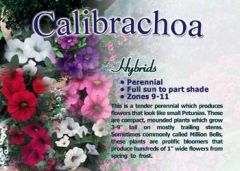 Calibrachoa hybrids