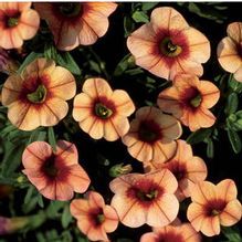 Calibrachoa or trailing petunia is a tender perennial which produces flowers that look like small petunias. These are compact, mounded plants which grow 3-9” tall on mostly trailing stems. Sometimes commonly called million bells, these plants are prolific