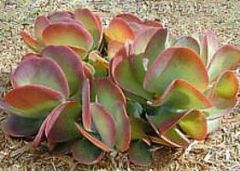 A succulent plant producing a stalk about 1m tall, dying back after flowering. It forms a basal rosette of large, rounded, fleshy stalkless leaves, which are grayish-green with red margins, covered with a white powdery bloom. The inflorescence is terminal