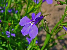 Edging lobelia is noted for its profuse bloom of intensely colored flowers. It comes in both upright and trailing varieties, typically growing to 4-9” tall. Loose clusters (racemes) of two-lipped, tubular flowers (to ½” across) bloom throughout the growin