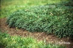 This super dwarf mondo grass is an ornamental grass which is closely related to Liriope. Forms a dense carpet only 1-2" high. Tiny, pale lavender flowers on short stalks in summer are often hidden by the leaves.