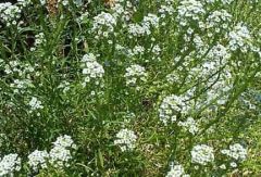 Sweet alyssum is one of the easiest annuals to grow. It is a mat-forming plant that produces spreading mounds of well-branched stems clad with linear, lance-shaped, gray-green leaves (to 1” long). Plants typically grow 3-9” tall to 12” wide. Dense cluster