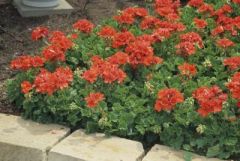 Zonal geraniums are typically grown in the St. Louis area as bedding or container plants where they grow in shrubby mounds to 1-3’ tall. Hybrids are available in both F1 seed varieties (single flower types that flower the first year from seed and come tru